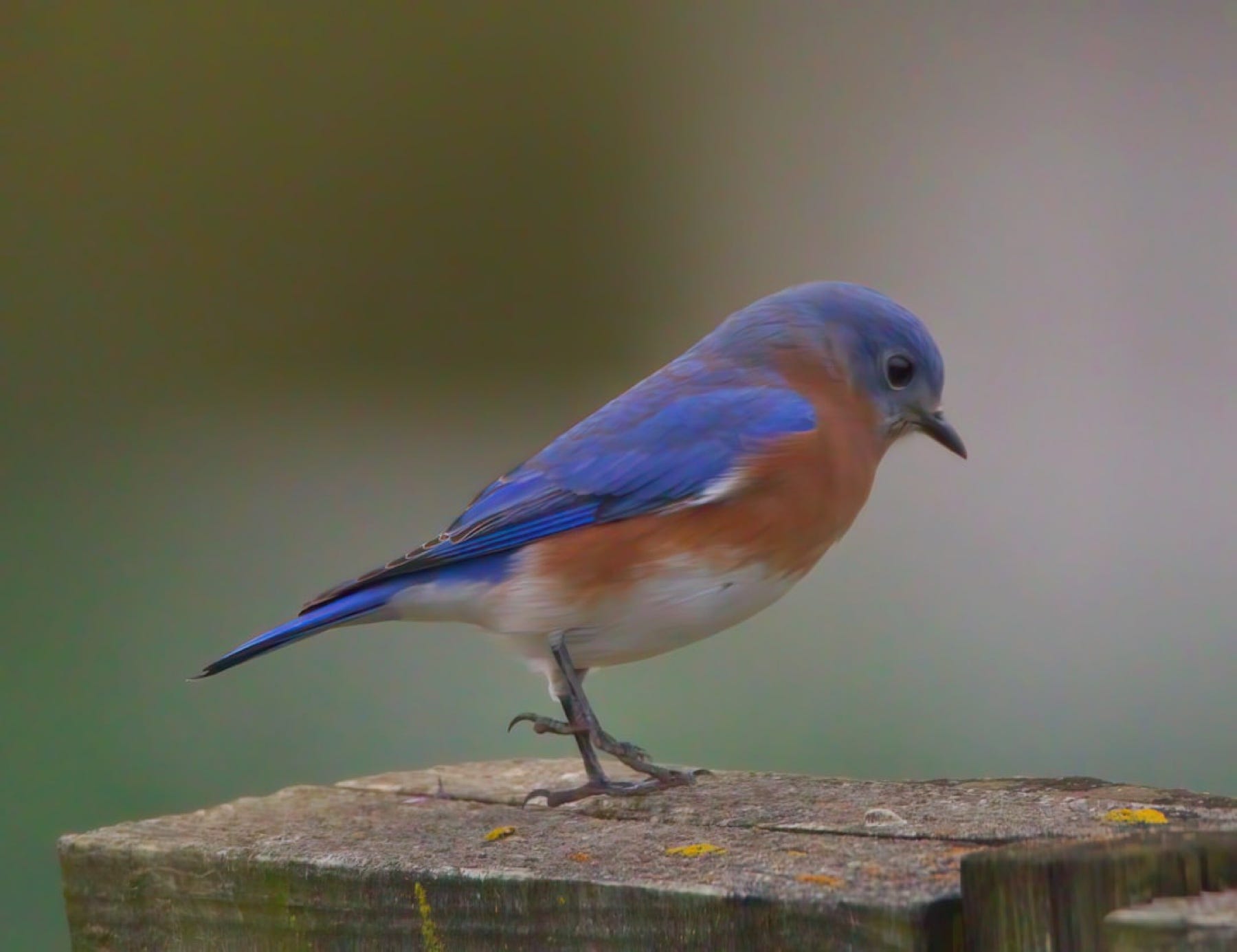 I Saw My First Bluebird. I Hate It Here | by Lisa Schamess