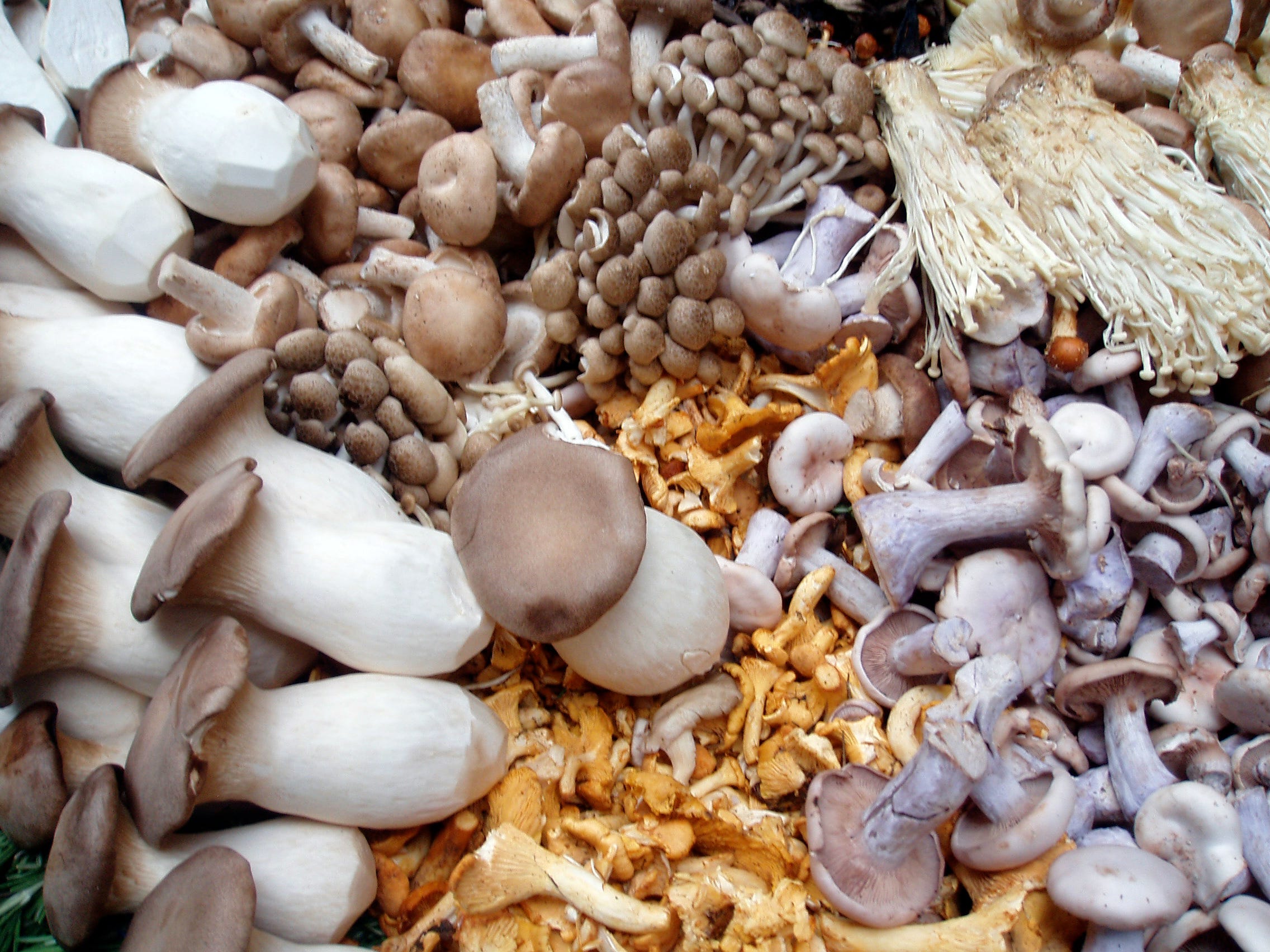 Are Mushrooms Really a Miracle Food? | by Markham Heid