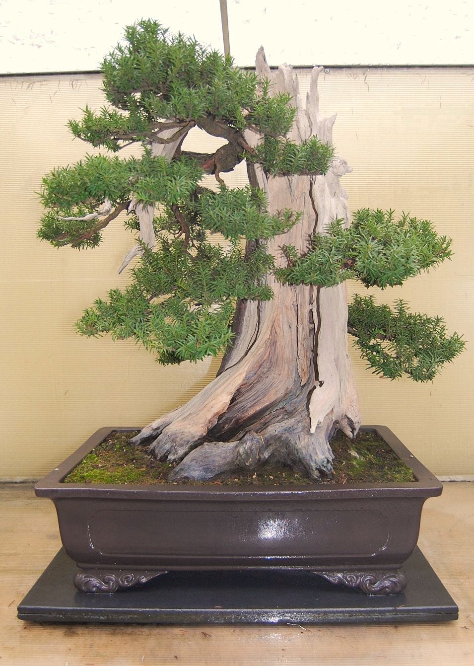 bonsai zalijevanje Bonsai Fikus (sustav za zalijevanje) – Secret Garden Plant Shop