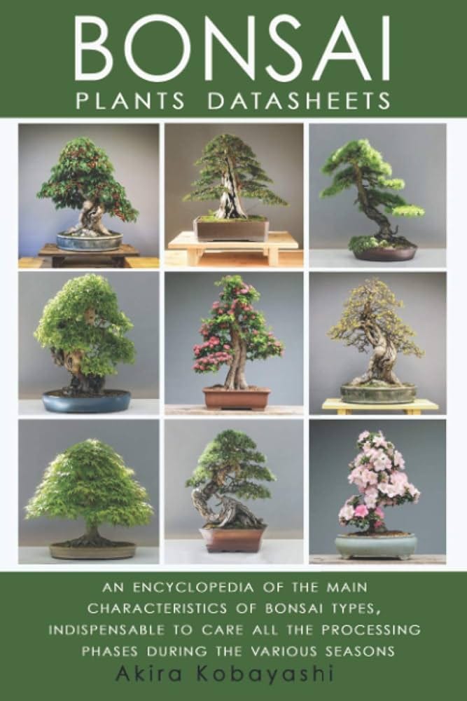Various types of bonsai trees. How to grow beautiful bonsai trees | by  Mukhtiar Ahmad | Medium