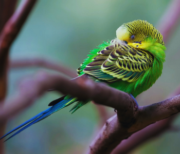 How to Sleep Through Constant Bird Noise: Ultimate Quiet Sleep Tips