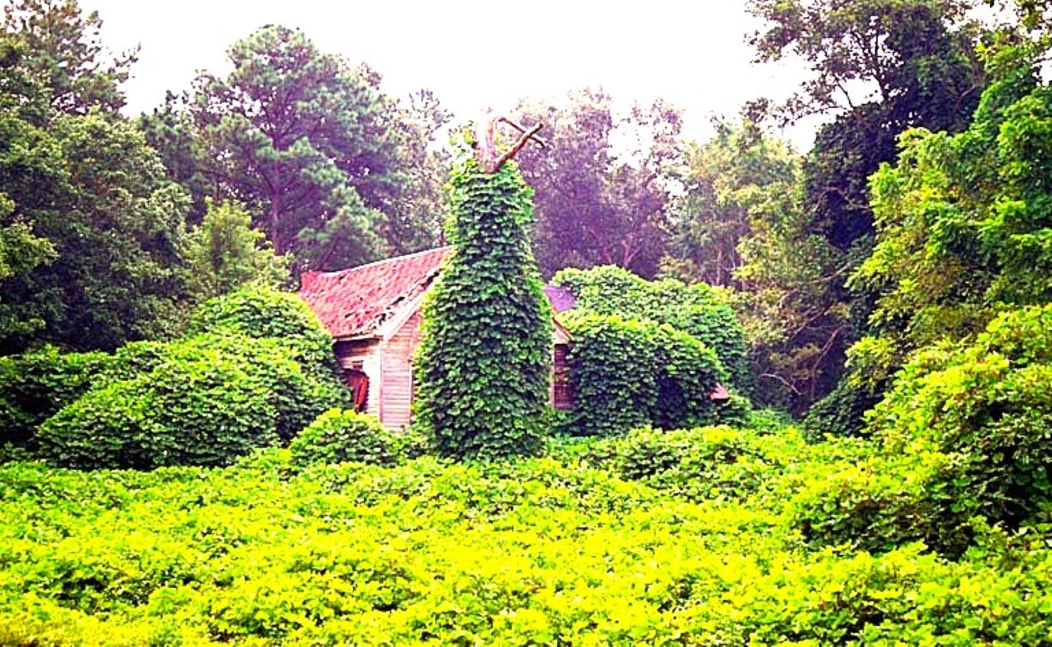Reclaiming the Kudzu: The Green Invader That Ate the South  And the Guilt  We Buried With It | by Natalie Frank, Ph.D. | Measure With Your Heart |  Medium