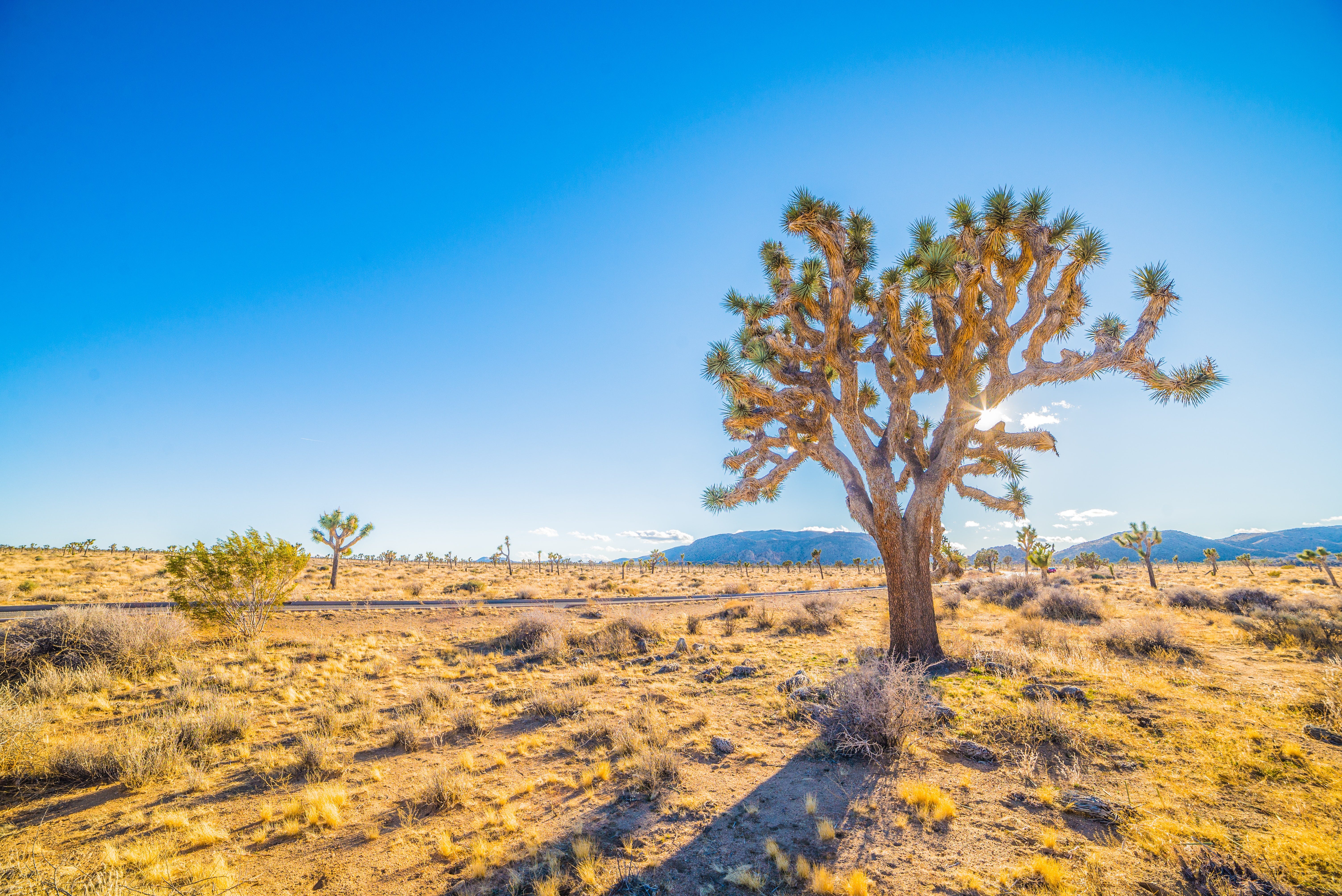 Review Rundown: The One With A California Desert Legend