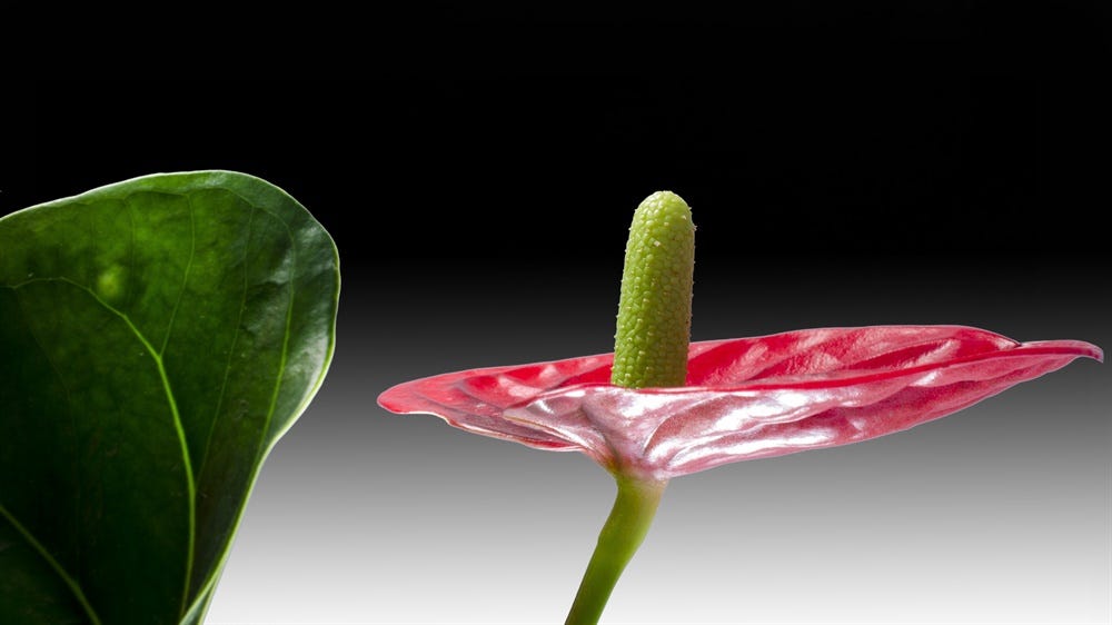 Anthurium Farming. Anthurium | by Brio Hydroponics | Medium
