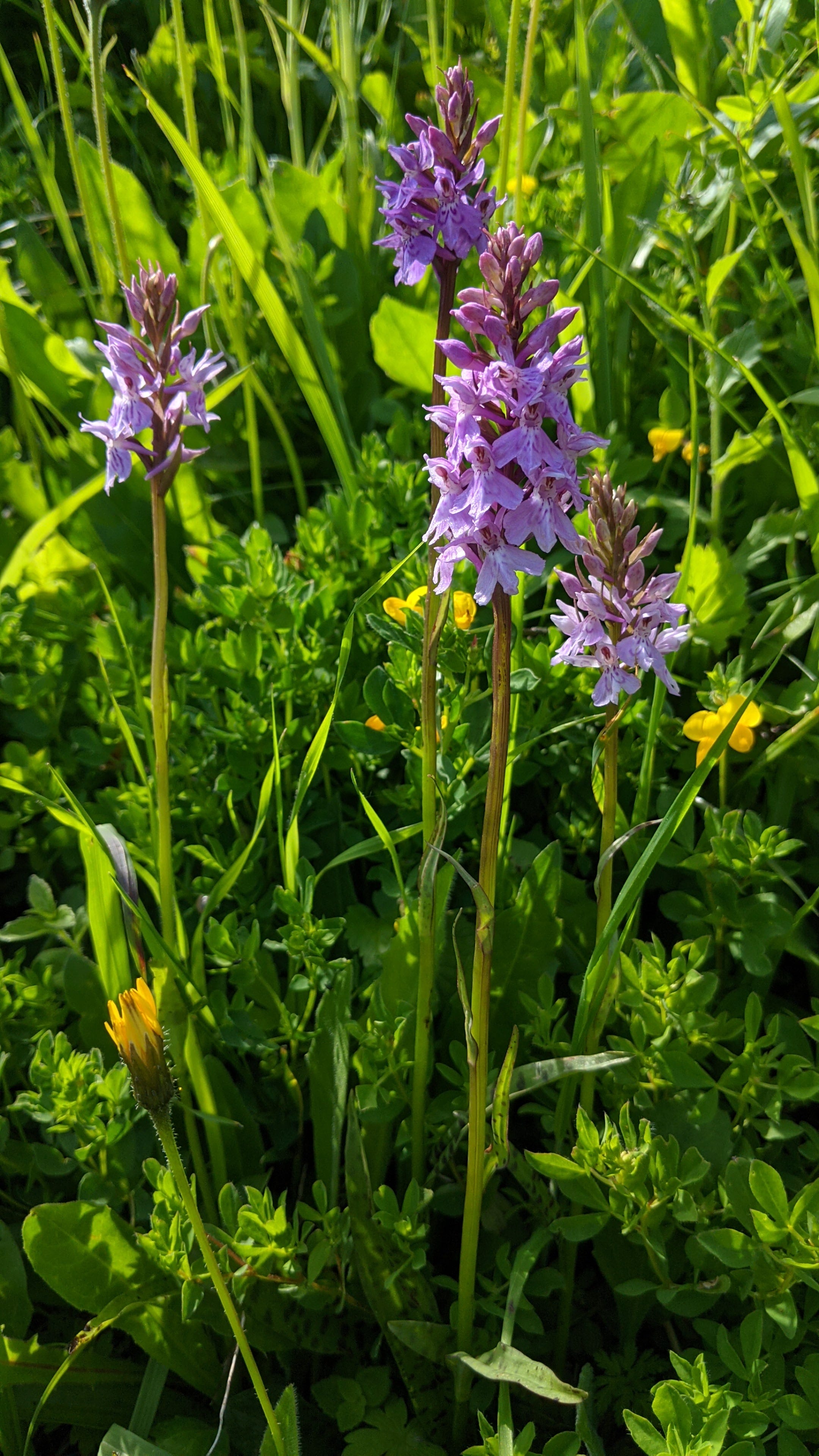 A summer spotting the wild orchids of Switzerland | by