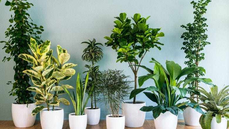 Top 10 Indoor Plants to Grow in India | by Zouse | Medium