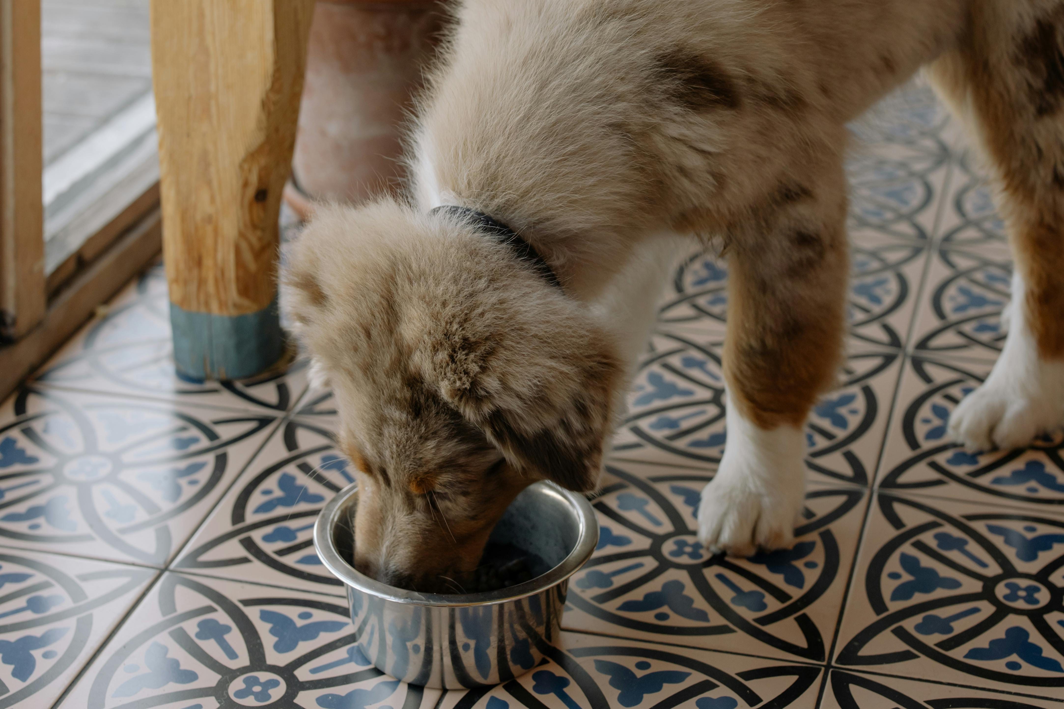 Discover Top Dog Food Alternatives Similar to Fromm | Nutrition Choices |  by Md Ariful Islam | Medium