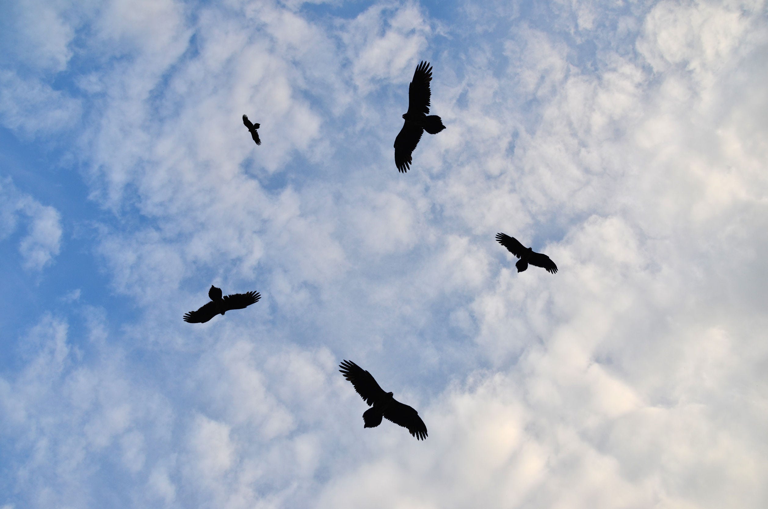 What is an Avid Bird Watcher Called: Ultimate Guide to Birding Terms