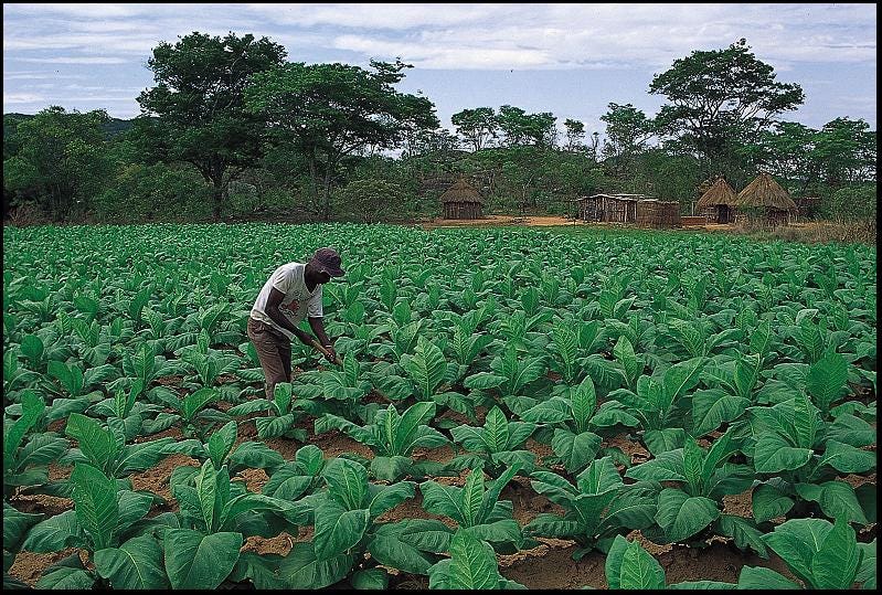 tobacco hoodoo Black skin, sweetgrass, and tobacco: the uses of sacred directions in Hoodoo  | by Hess Love