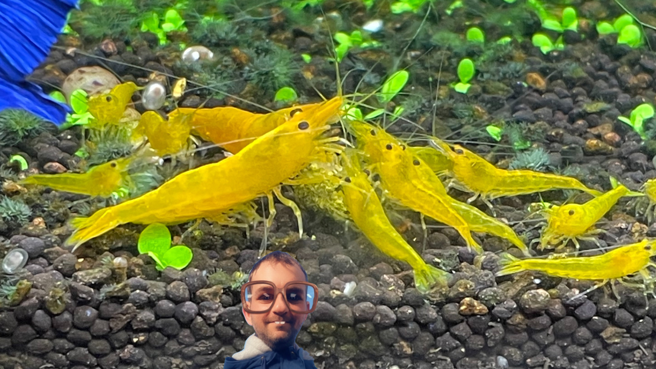 From Tanks to Tokens — How My Nano-Aquarium of Shrimps Keeps Me Zen While  Riding the Crypto Waves | by Cryptonator`s | Medium