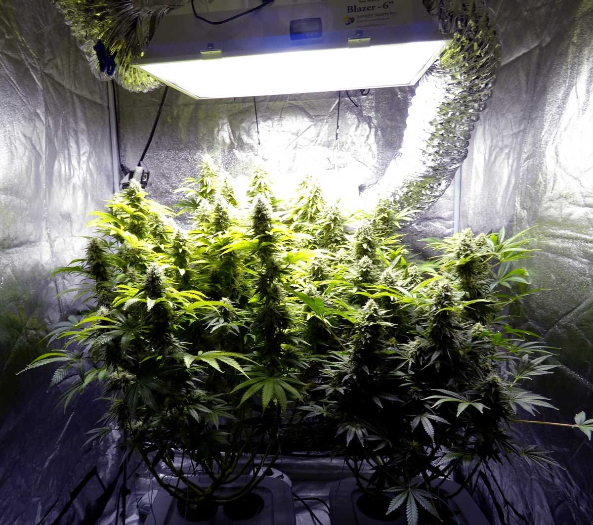 Why You Should Think Twice About Growing Marijuana Indoors | by Rob Avis  P.Eng | Medium, image size:1200x1062