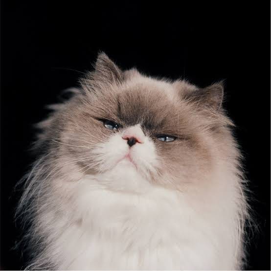 Ayano Kaneko – saison. – daily – radiant – tender – | by Akira.J