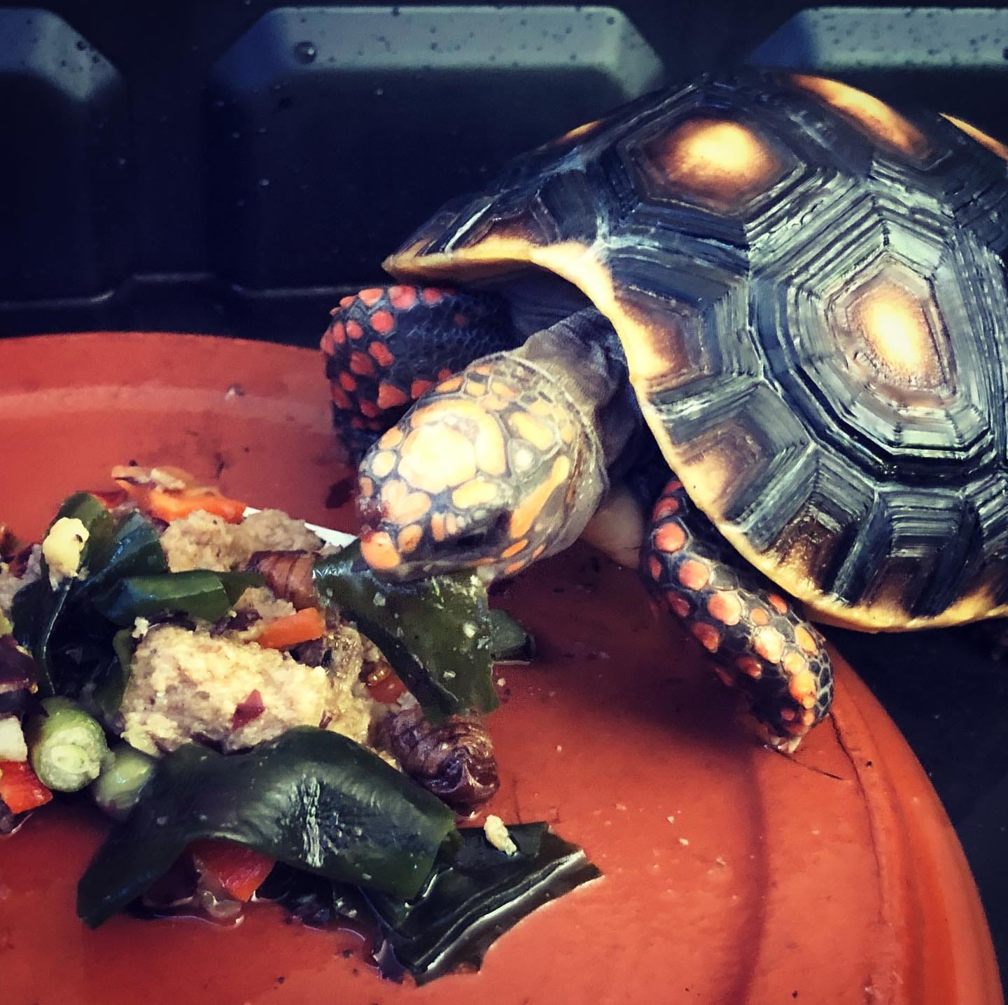 Red Footed Tortoise Diet: Ultimate Guide for Healthy Growth