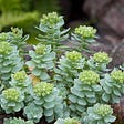 Does The Nootropic Rhodiola Increase Energy and Endurance?