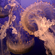 What jellyfish can tell us about the health of the ocean