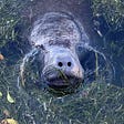 A Remarkable Manatee Sighting Stirs Hope
