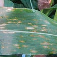 Corn Fungicides 101: Tips for Protecting Your Crop and Your Bottom Line from Foliar Disease