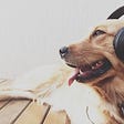 Do dogs like listening to music?