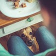 CAN A DOG LIVE OFF HUMAN FOOD?