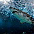 Loan Shark Evolution: Lender Changes Name, Keeps Up Shady Practices