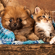 Top 5 Cat Breeds That Get Along with Dogs