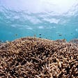 Sustainable Coral farming:
Why is coral recovery important?