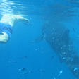 A short guide for swimming with Whale sharks in Oslob