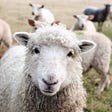 Do Trumpoids Dream of Androgynous Sheep?
