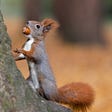 National Squirrel Appreciation Day