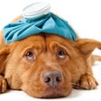Preventing Your Dog From Catching Illness