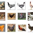 80 Chicken Breeds Information (A-Z List)