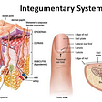 Integumentary System Structure and Function