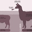 What’s the Difference Between Llamas and Alpacas? — The Prodigious