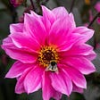 How Pollinators Benefit Our Wellbeing