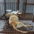 Yeoju, South Korea: Shut down the illegal dog farms and slaughterhouses!
