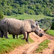 Vote Rhino — You Know It Makes Nonsense!