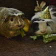 How I created a YouTube live stream of my guinea pigs