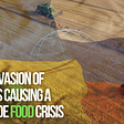 Putin’s invasion of Ukraine is causing a worldwide food crisis