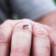 DO ALL MOSQUITOES TRANSMIT MALARIA?