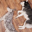 17 Things You Need to Know About Owning a Husky