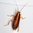 What a Cockroach Taught me about Writing