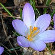 Harvest of red gold (saffron) on the slopes of the Zagros