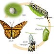 Life in stages: The butterfly story