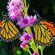 Biodiversity