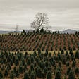How Christmas Trees Can Save The World