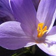 The area under saffron cultivation in Rafsanjan is 35 hectares