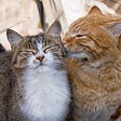 Best of Tabby Cats(Funny Cats)