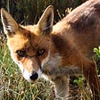 Developing a Penchant for Fox Urine