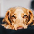 Kind of Allergies in Dogs and Its Diagnosis