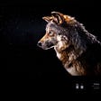 Photo Ark: Uma lobo-selfie para contrariar o mito do lobo mau